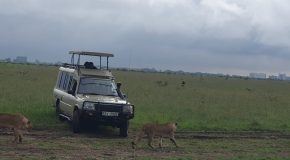 Safari Game Drive Within Kenya’s Capital City: Nairobi
